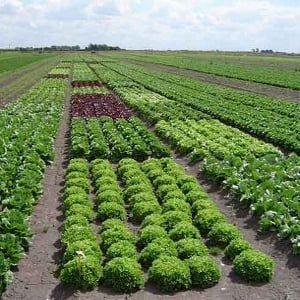 El titular del Poder Popular para la Agricultura y Tierras, Iván Gil, celebró que “en estos 14 años en casi todos los rubros (alimenticios) hemos alcanzado máximos históricos de producción”