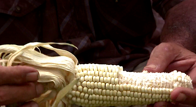 Maíz cariaco rico en aminoácidos