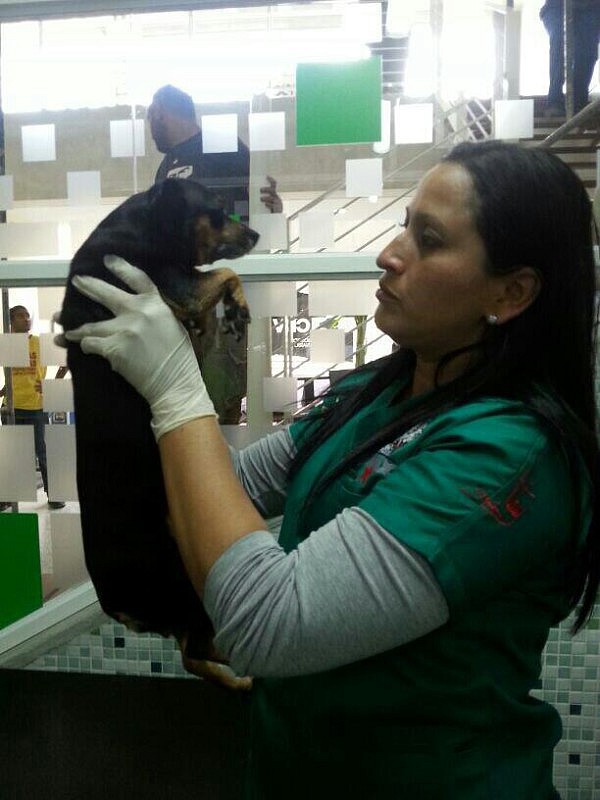 atención integral para las mascotas