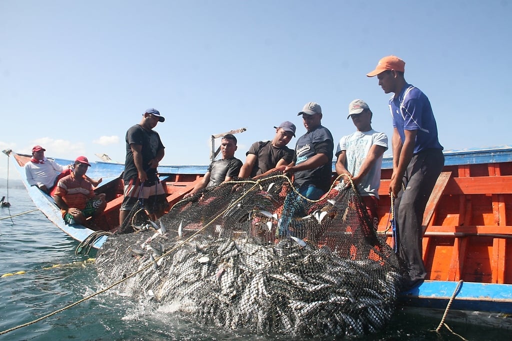 El estado Sucre tiene que ir hacia la industrialización pesquera - Aporrea