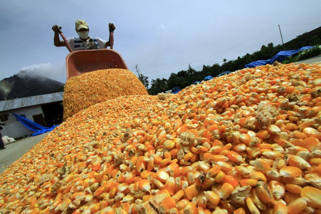 “Alimentos Polar”  y  productores nacionales de maíz proponen que se fije el precio de 243 bolívares y 770 bolívares para el grano blanco y la harina.