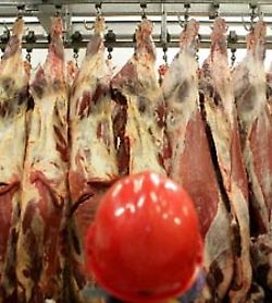 Aprueban la venta de carne obtenida de animales clonados