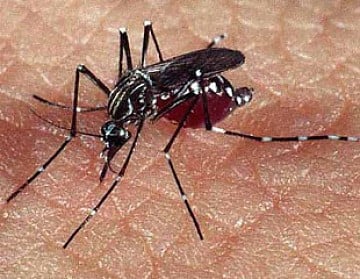 Recomiendan usar mosquiteros para protegerse del agente transmisor, el mosquito Aedes Aegypi o "patas blancas"
