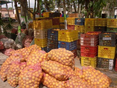 Naranjas de los fundos rescatados en el Municipio Manuel Monge