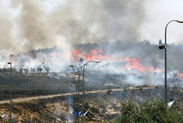 Colonos judíos incendian cultivos de olivos palestinos en Cisjordania