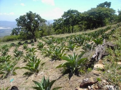 Agave cocui