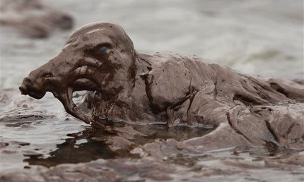 Pelícano cubierto de petróleo en el golfo de México