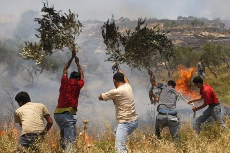 La agencia Oxfam informó que los olivares son frecuentemente atacados por colonos israelíes