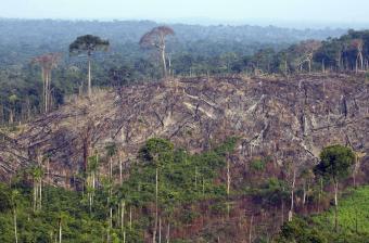 Destrucción en la Amazonía parece quedar en la impunidad