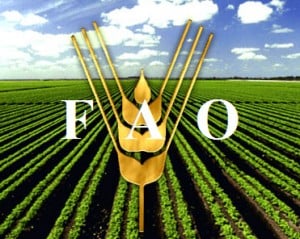 El presidente Maduro, ratificó que asistirá el próximo mes de junio a Roma, Italia, para recibir en nombre del Gobierno Revolucionario un reconocimiento de la FAO como ejemplo en el mundo en la lucha contra el hambre.
