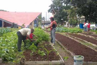 a Fundación CIARA continúa apoyando a los agricultores urbanos y periurbanos
