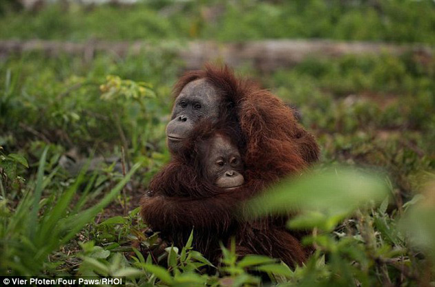 Orangután abraza a su cría para protegerla de los cazadores
