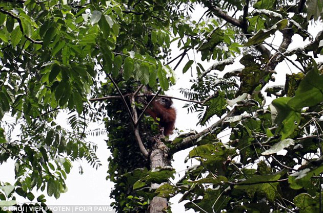 Los orangutanes fueron liberados y llevados a un nuevo habitat