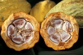 Cacao venezolano. Lo ideal sería procesarlo en el país y exportar el producto terminado (chocolates, bombones, etc.) y no la materia prima a precio de "gallina flaca"