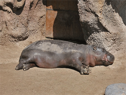Brote de ántrax mata 88 hipopótamos en parque zimbabwense