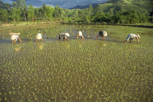Mujeres plantan arroz de humedal cerca de la bahía de Lang Co, en el Mar de la China Meridional.