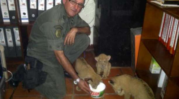 Tres cachorros de león víctimas del contrabando de fauna silvestre fueron rescatadas por la GNB