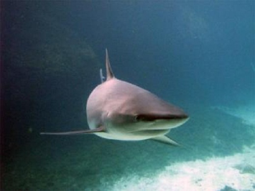 Este fenómeno se debe a la sobrepesca para satisfacer la demanda asiática de aletas de tiburón