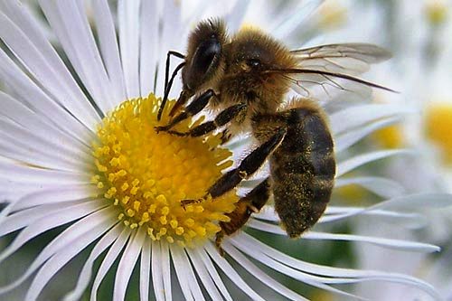 Los transgénicos afectan el proceso de polinización de las abejas