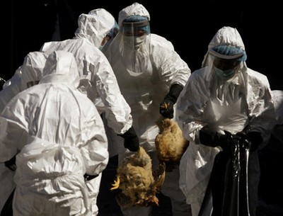 La gripe Aviar causa estragos en México