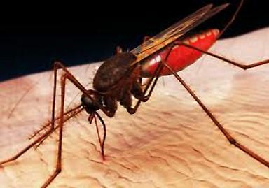 Mosquito Anopheles gambiae, transmisor del paludismo o malaria