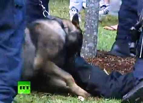 En la imágen se observa como un perro de la policía de Sidney muerde a un detenido que se encontraba neutralizado por varios agentes.
