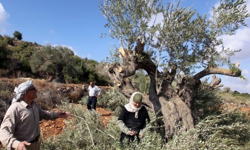 Agricultores palestinos de Qaryut inspeccionan como quedaron sus olivos