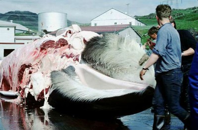 Gran parte de la carne de estos cetáceos se enviarían a Japón