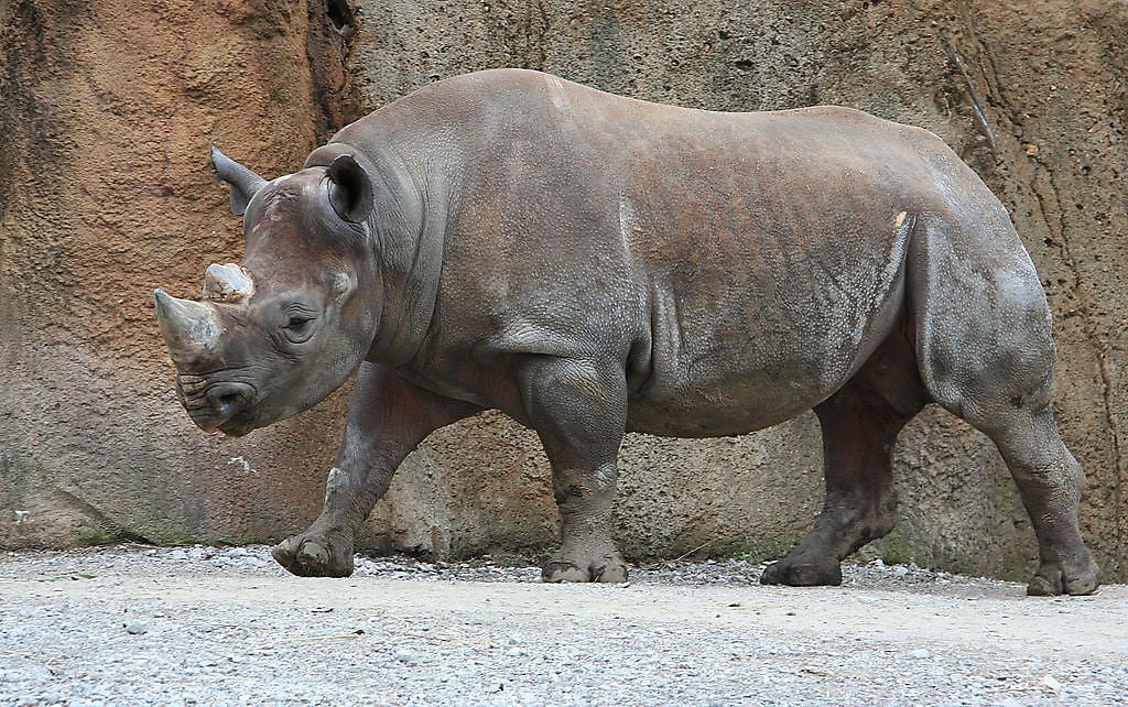 Rinoceronte Negro (Diceros bicornis): Extinto
