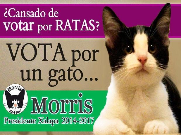 Campaña del gato Morris
