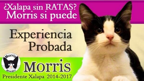 Morris, el primer gato con votos