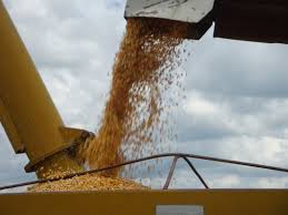 maiz y trigo para abastecimiento