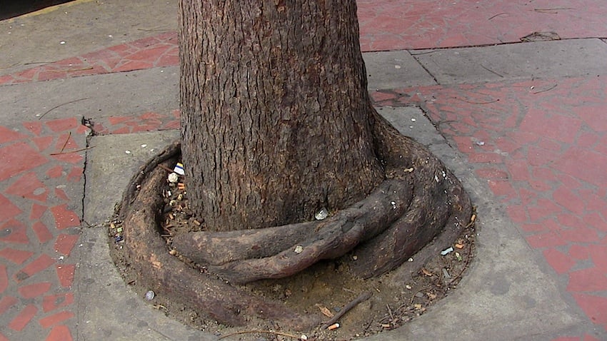 Por no haber planificado el área de crecimiento del árbol al crecer sus raíces lo ahorcan