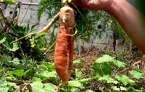 Una zanahoria deforme producto de una semilla híbrida
