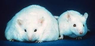 efectos de transgénicos en ratas de laboratorio