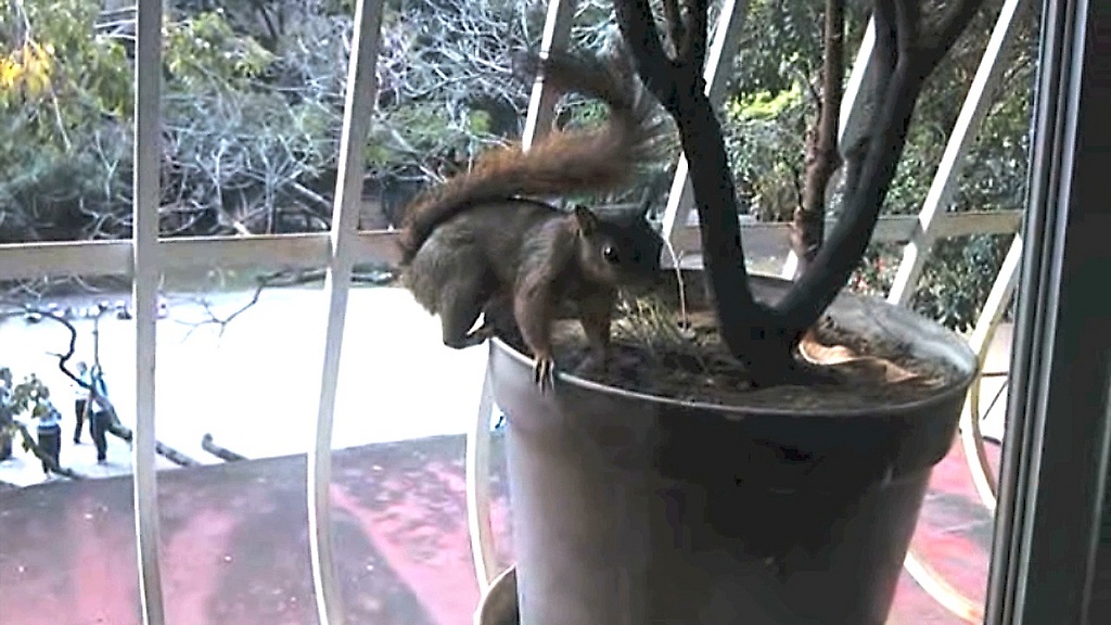 La ardilla que decidió volver a Caracas