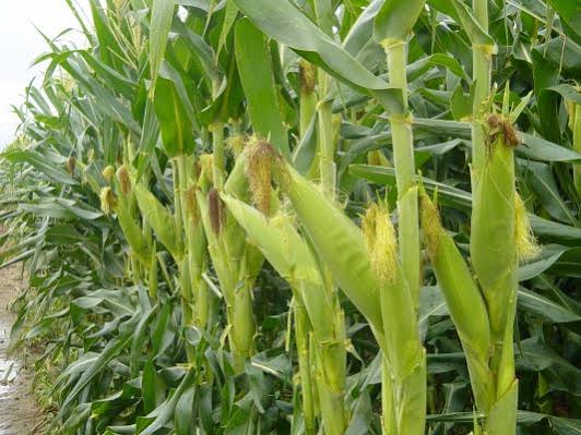 En la entidad se sembrarán 10 mil hectáreas de maíz