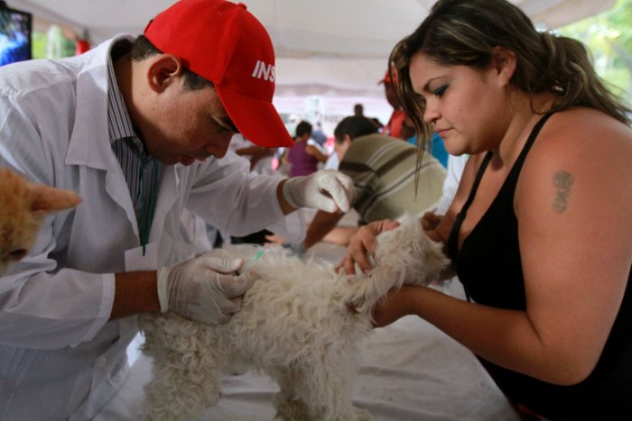 Vacunación y desparasitación de perros y gatos en Caracas