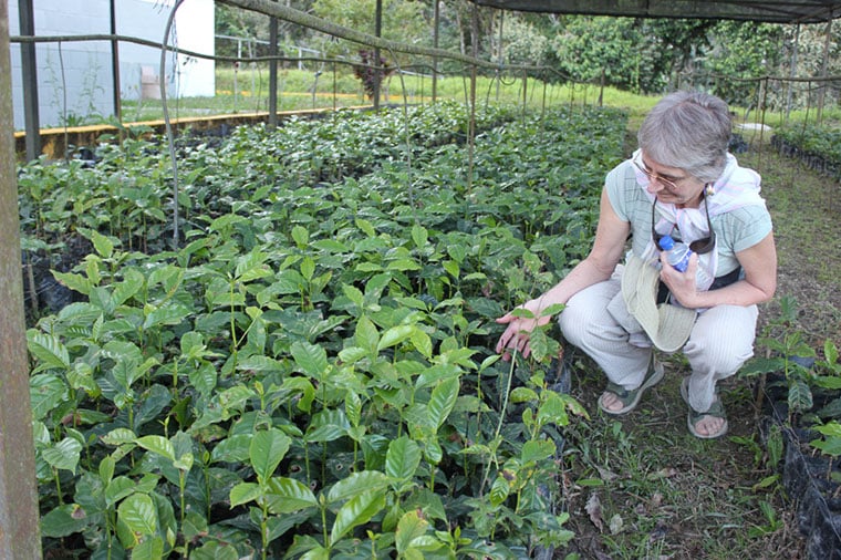 La comuna cultiva sus propios semilleros de café