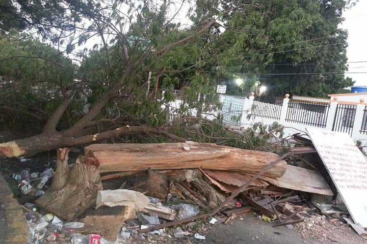 Ecocidio sin precedentes en Maracaibo, árboles de entre 30 y 40 años de existencia derribados