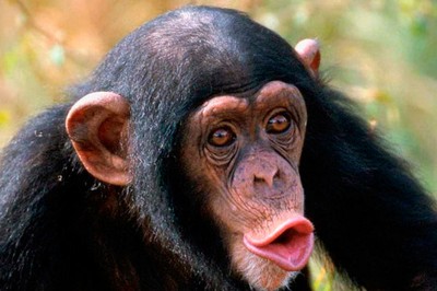 Los monos pueden recordar símbolos numéricos y cálcular con ellos