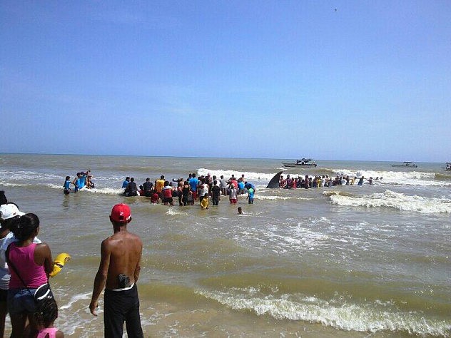 La gente del Hatillo, Anzoátegui,  en un acto de solidaridad con este noble cetáceo lo empujaron hacia el mar