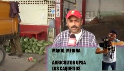 Mario Medina, reportando desde el estado Lara la cosecha de patillas del Valle del Turbio