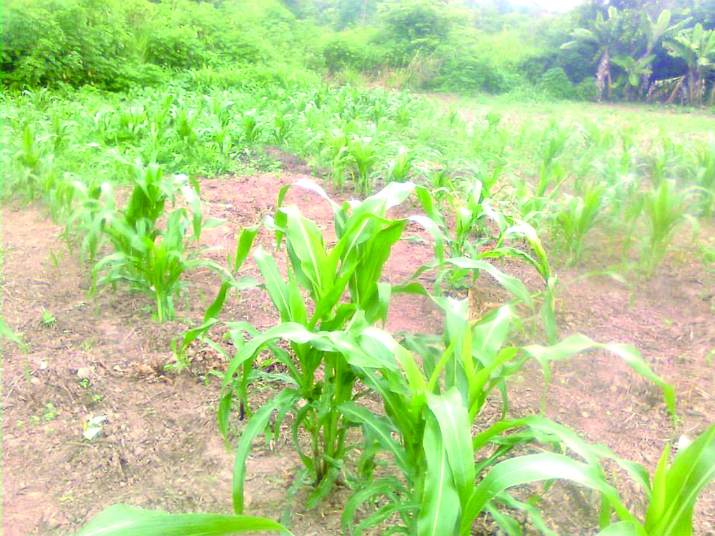 Siembra de maíz en Comuna Fabricio Ojeda