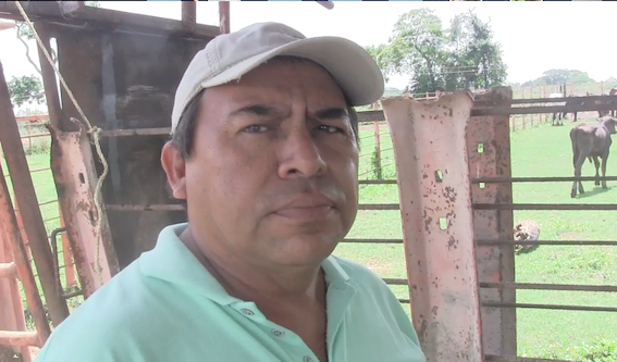 ``Ahorita vamos a sembrar arroz, 100 ha... las tierras están productivas, aquí sembramos arroz, maíz, sorgo, ajonjolí, girasol´´ dijo José Armas, agronomo del Ciara en el Hato Zamorano Bachiller Rodríguez.