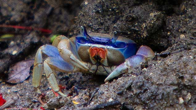 El cangrejo azul está en peligro de extinción