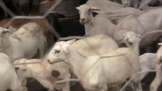 Producción de ovejos en el Fundo Zamorano Bachiller Rodríguez
