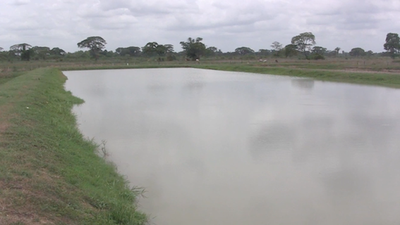 Espejo de agua, que forma parte del complejo de 10 lagunas para la producción de cachamas, en el  Fundo Zamorano Bachiller Rodríguez, estado Barinas