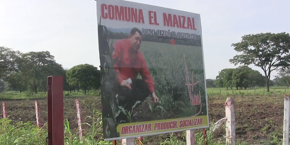 Parte fundamental del legado de Chávez: Comuna El Maizal produciendo alimento para el pueblo