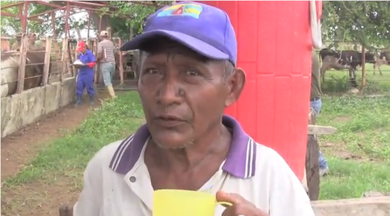 Ahorita hay mas producción dice este trabajador que a sus 68 años continua trabajando en el fundo Bachiller Rodríguez en Curito Maporital, estado Barinas